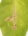 Phytomyza tarnwoodensis - photo 2