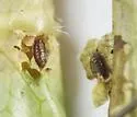 Phytomyza tarnwoodensis - photo 3