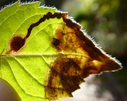 Phytomyza tetrasticha - photo 2