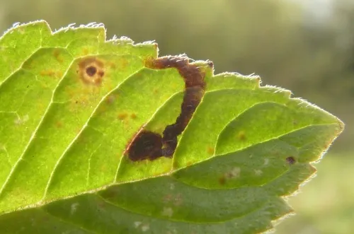 Phytomyza tetrasticha - photo 3