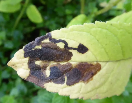 Phytomyza tetrasticha - photo 4