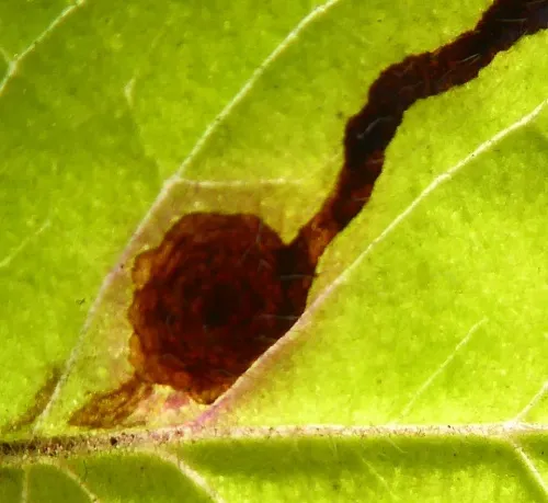 Phytomyza tetrasticha - photo 5