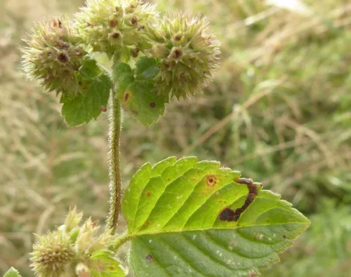 Phytomyza tetrasticha - photo 6