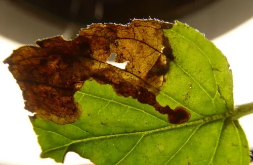 Phytomyza tetrasticha - photo 7