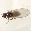 Phytomyza thalictrivora - photo 2