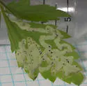 Phytomyza tiarellae