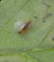 Phytomyza tiarellae - photo 2