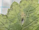 Phytomyza tiarellae - photo 3
