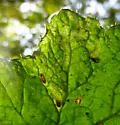 Phytomyza tiarellae - photo 4