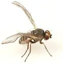 Phytomyza tlingitica