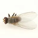 Phytomyza triangularidis - photo 2