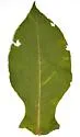 Phytomyza triostevena - Phytomyza triostevena