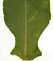 Phytomyza triostevena - photo 2