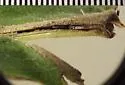 Phytomyza triostevena - photo 3