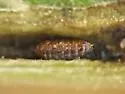 Phytomyza triostevena - photo 4