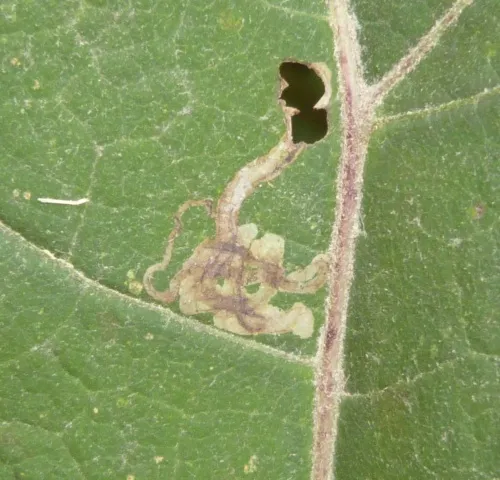 Phytomyza tussilaginis - Phytomyza tussilaginis