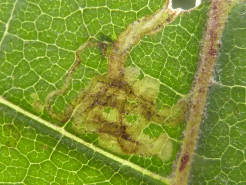 Phytomyza tussilaginis - photo 2