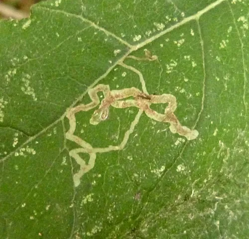 Phytomyza tussilaginis - photo 3