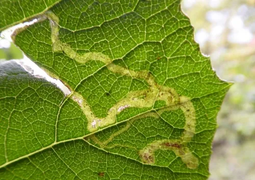 Phytomyza tussilaginis - photo 4
