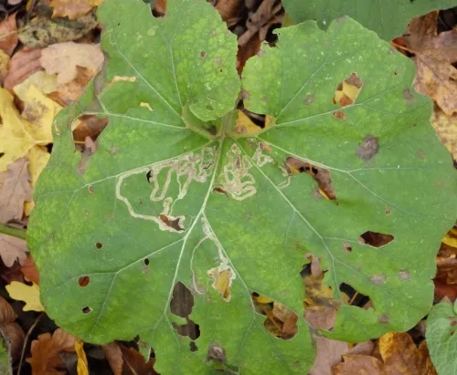 Phytomyza tussilaginis - photo 5