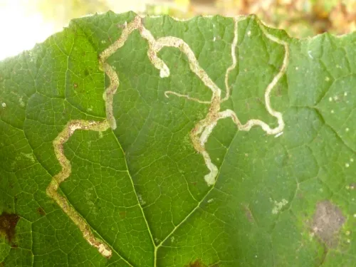 Phytomyza tussilaginis - photo 6