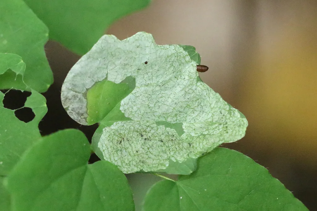 Phytomyza vancouveriella - photo 2