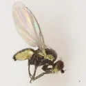 Phytomyza verbenae - Phytomyza verbenae