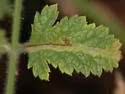 Phytomyza verbenae - photo 2