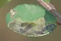 Phytomyza vomitoriae - photo 3