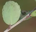 Phytomyza vomitoriae - photo 4