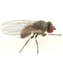 Phytomyza wiggii - photo 2