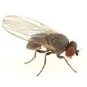 Phytomyza wiggii - photo 3