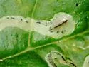 Phytomyza wiggii - photo 4