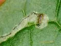 Phytomyza wiggii - photo 5