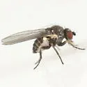 Phytomyza ziziae - Phytomyza ziziae