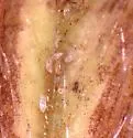 Cyclamen Mite - photo 2