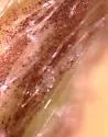 Cyclamen Mite - photo 3