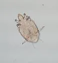 Cyclamen Mite - photo 4