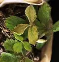 Cyclamen Mite - photo 5