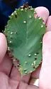 Alder Beadgall Mite