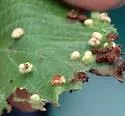 Alder Beadgall Mite - photo 2