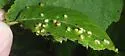 Alder Beadgall Mite - photo 3