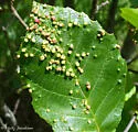 Alder Beadgall Mite - photo 4