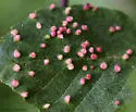 Alder Beadgall Mite - photo 5