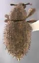 Phyxelis carltoni