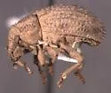 Phyxelis carltoni - photo 2