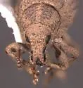 Phyxelis carltoni - photo 3