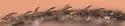 Phyxelis carltoni - photo 4