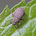 Phyxelis carltoni - photo 5