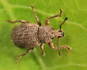 Phyxelis rigidus - photo 3